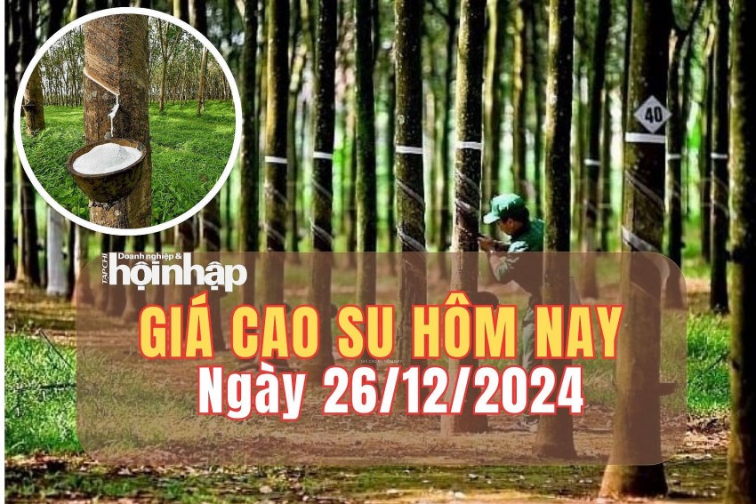 Giá cao su hôm nay 26/12/2024: Giá cao su thế giới giảm đồng loạt, trong nước nối dài đà đi ngang Giá cao su hôm nay 26/12/2024: Giá cao su thế giới giảm đồng loạt, trong nước nối dài đà đi ngang