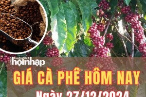 Giá cà phê hôm nay 27/12/2024: Giá cà phê trong nước quay trở lại đà tăng từ 700 - 800 đồng/kg