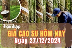 Giá cao su hôm nay 27/12/2024: Giá cao su thế giới tiếp tục giảm tại các kỳ giao hàng