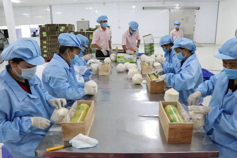 Chế biến đóng gói dừa xuất khẩu. (Ảnh: Huỳnh Phúc Hậu/TTXVN) Chế biến đóng gói dừa xuất khẩu. (Ảnh: Huỳnh Phúc Hậu/TTXVN)