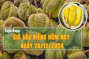 Giá sầu riêng hôm nay 28/12: Thị trường biến động giảm từ 5.000 - 10.000 đồng/kg