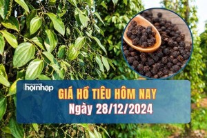 Giá tiêu hôm nay 28/12: Giá tiêu trong nước tiếp đà tăng