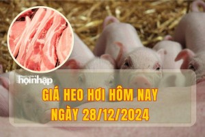 Giá heo hơi hôm nay 28/12: Miền Bắc giữ giá cao nhất cả nước với mức 69.000 đồng/kg