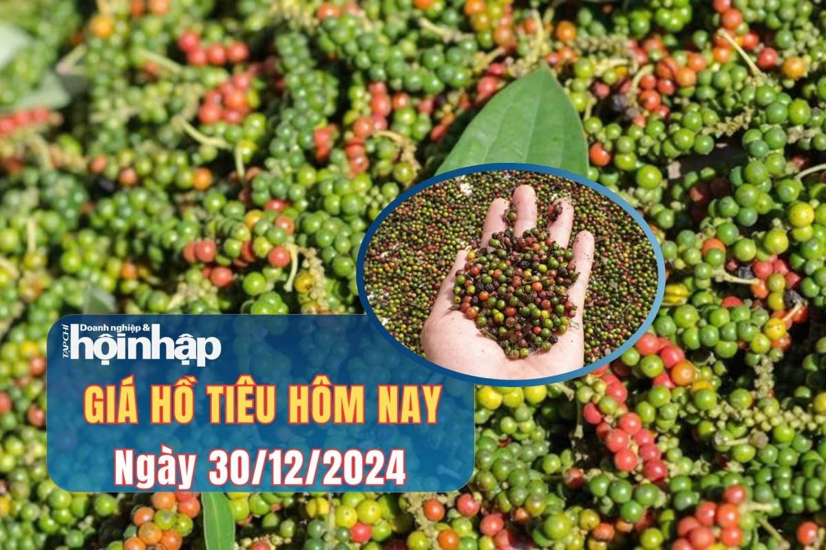 Giá tiêu hôm nay 29/12: GIá tiêu tiếp đà tăng nhẹ Giá tiêu hôm nay 29/12: GIá tiêu tiếp đà tăng nhẹ