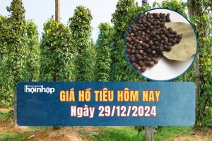 Giá tiêu hôm nay 29/12: Giá tiêu trong nước tăng 500 - 1.000 đồng/kg