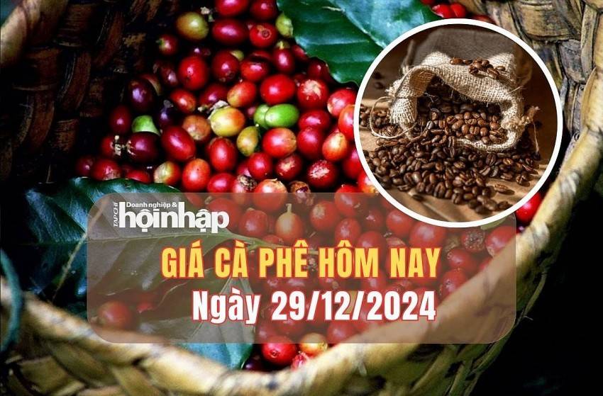 Giá cà phê hôm nay 29/12: Giá cà phê trong nước quay đầu giảm mạnh 1.200 - 1.300 đồng/kg