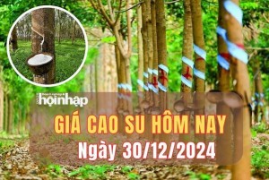 Giá cao su hôm nay 30/12: Giá cao su trong nước ổn định, thế giới đồng loạt tăng