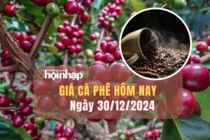 Giá cà phê hôm nay 30/12: Tuần qua, giá cà phê trong nước giảm nhẹ 200 - 300 đồng/kg