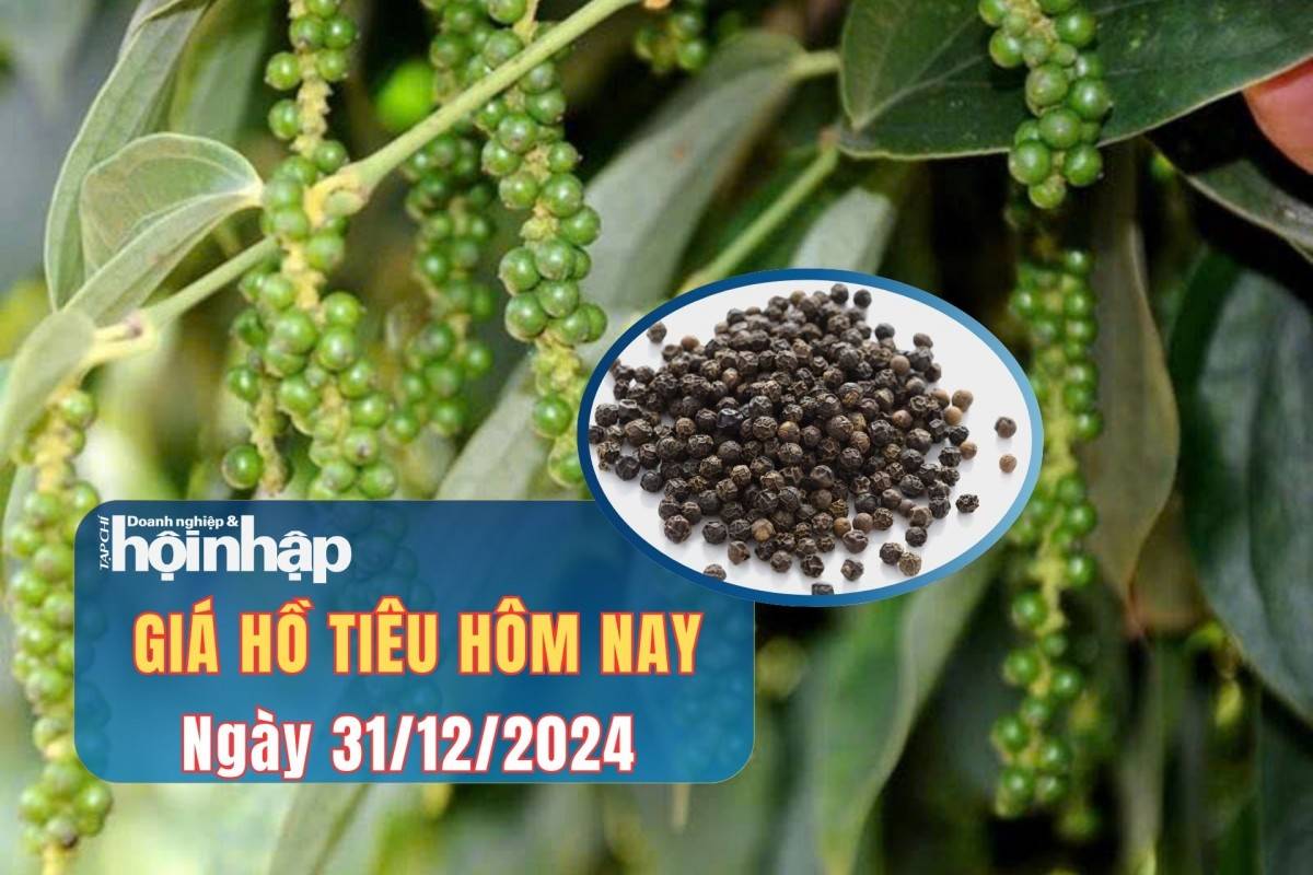 Giá tiêu hôm nay 31/12 Giá tiêu hôm nay 31/12
