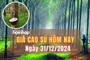 Giá cao su hôm nay 31/12: Giá cao su thế giới tăng - giảm trái chiều, giá trong nước đi ngang