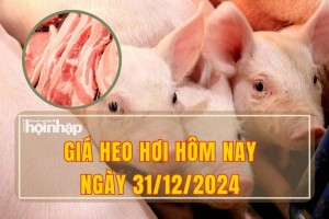 Giá heo hơi hôm nay 31/12: Cuối năm, thị trường cả nước đồng loạt lên giá