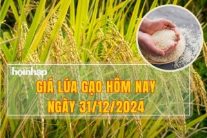 Giá lúa gạo hôm nay 31/12: Giá lúa ổn định, giá gạo thành phẩm IR 504 giảm 100 đồng/kg