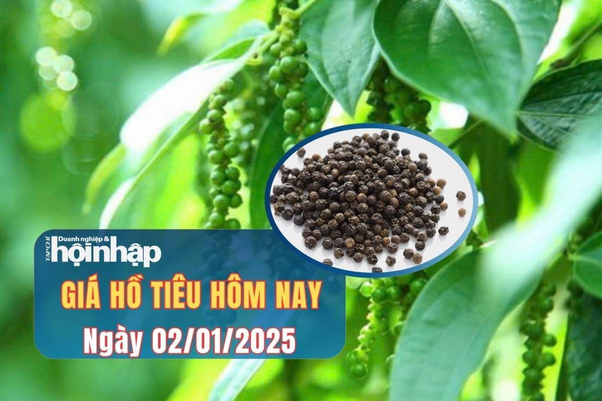 Giá tiêu hôm nay 2/1/2025: Giá tiêu trong nước giảm nhẹ