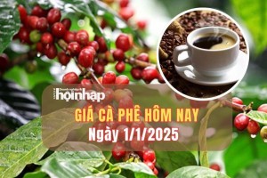 Giá cà phê hôm nay 1/1: Giá cà phê trong nước quay đầu giảm mạnh 700 đồng/kg