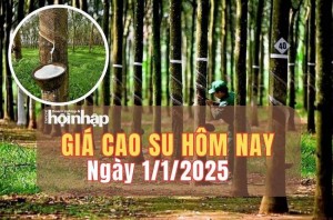 Giá cao su hôm nay 1/1: Giá cao su trong nước ổn định, thế giới biến động trái chiều