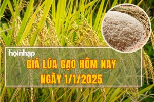 Giá lúa gạo hôm nay 1/1: Giá gạo thành phẩm IR 504 tiếp tục giảm 100 đồng/kg