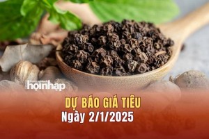 Dự báo giá tiêu 2/1: Giá tiêu trong nước có xu hướng tăng mạnh