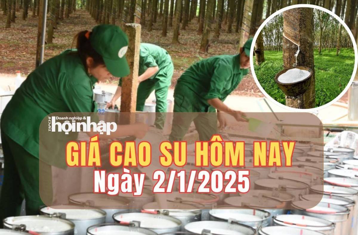 Giá cao su hôm nay 2/1: Giá cao su thế giới đồng loạt giảm, giá trong nước đi ngang