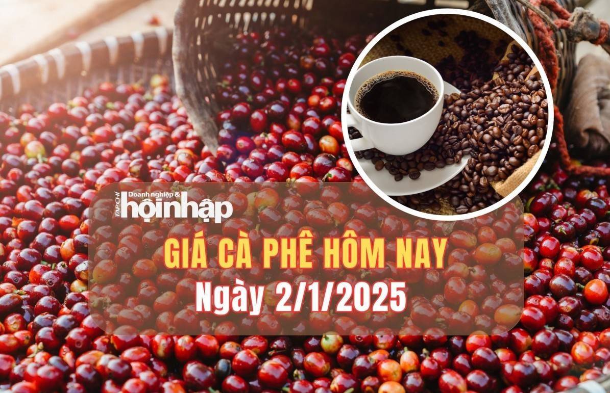 Giá cà phê hôm nay 2/1: Giá cà phê trong nước tiếp đà giảm mạnh 900 - 1.000 đồng/kg