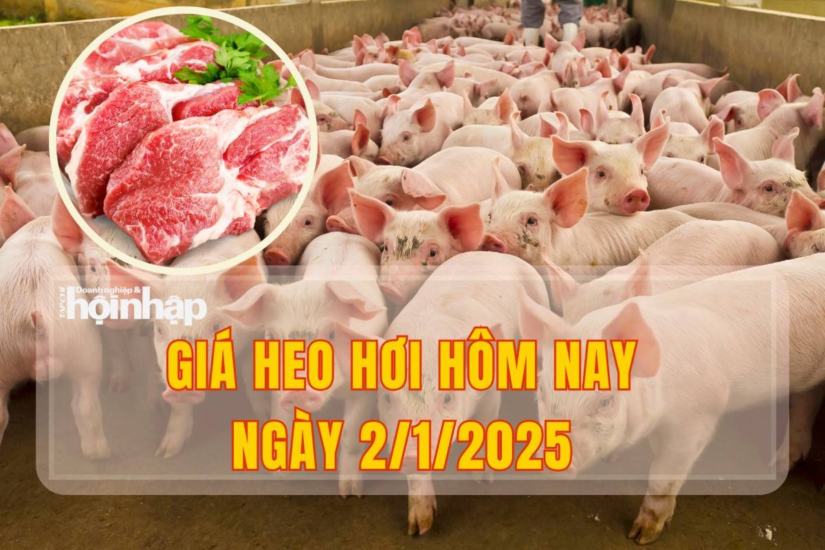Giá heo hơi hôm nay 2/1: Thị trường ổn định ở mức cao