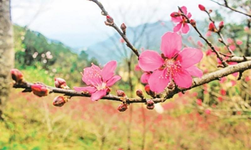 Làng đào Vân Sơn vào vụ Tết