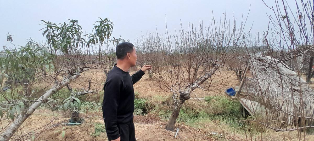 Làng đào Vân Sơn vào vụ Tết