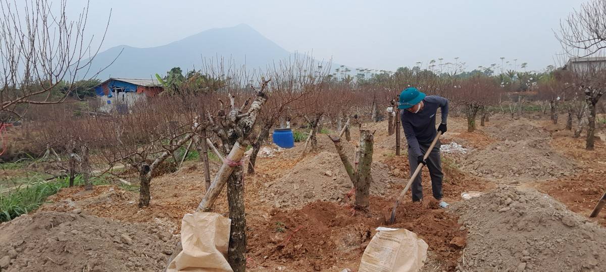 Làng đào Vân Sơn vào vụ Tết