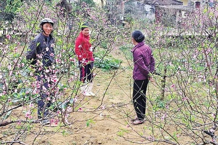 Làng đào Vân Sơn vào vụ Tết