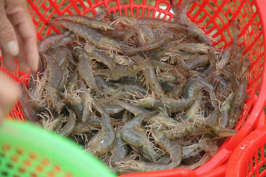 VASEP kỳ vọng xuất khẩu thủy sản 2025 lập lại 