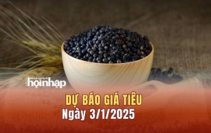 Dự báo giá tiêu 3/1: Giá tiêu trong nước và quốc tế giữ đà tăng