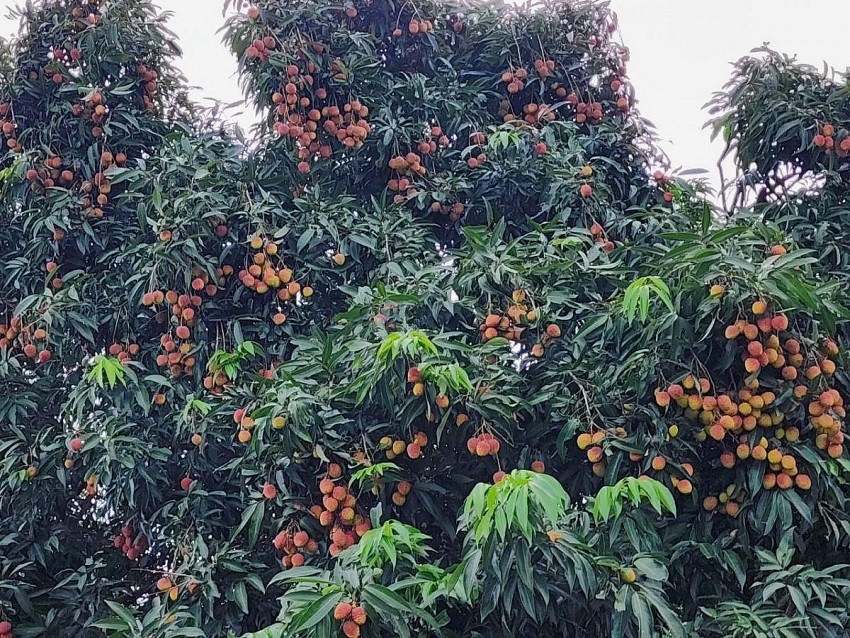 Xây dựng, quản lý và phát triển nhãn hiệu chứng nhận Vải lai U trứng Kim Bảng