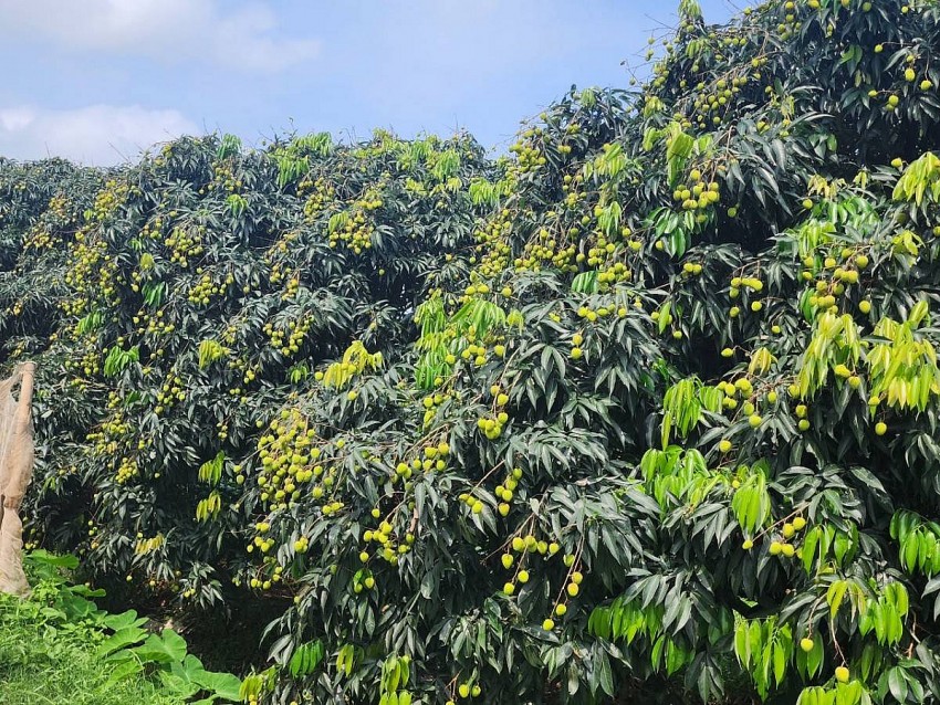 Xây dựng, quản lý và phát triển nhãn hiệu chứng nhận Vải lai U trứng Kim Bảng