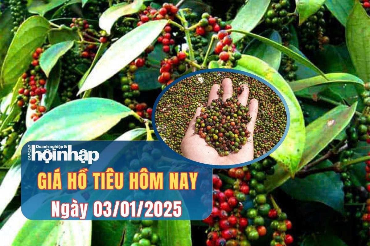 Giá tiêu hôm nay 3/1/2025: Giá tiêu trong nước tăng nhẹ Giá tiêu hôm nay 3/1/2025: Giá tiêu trong nước tăng nhẹ