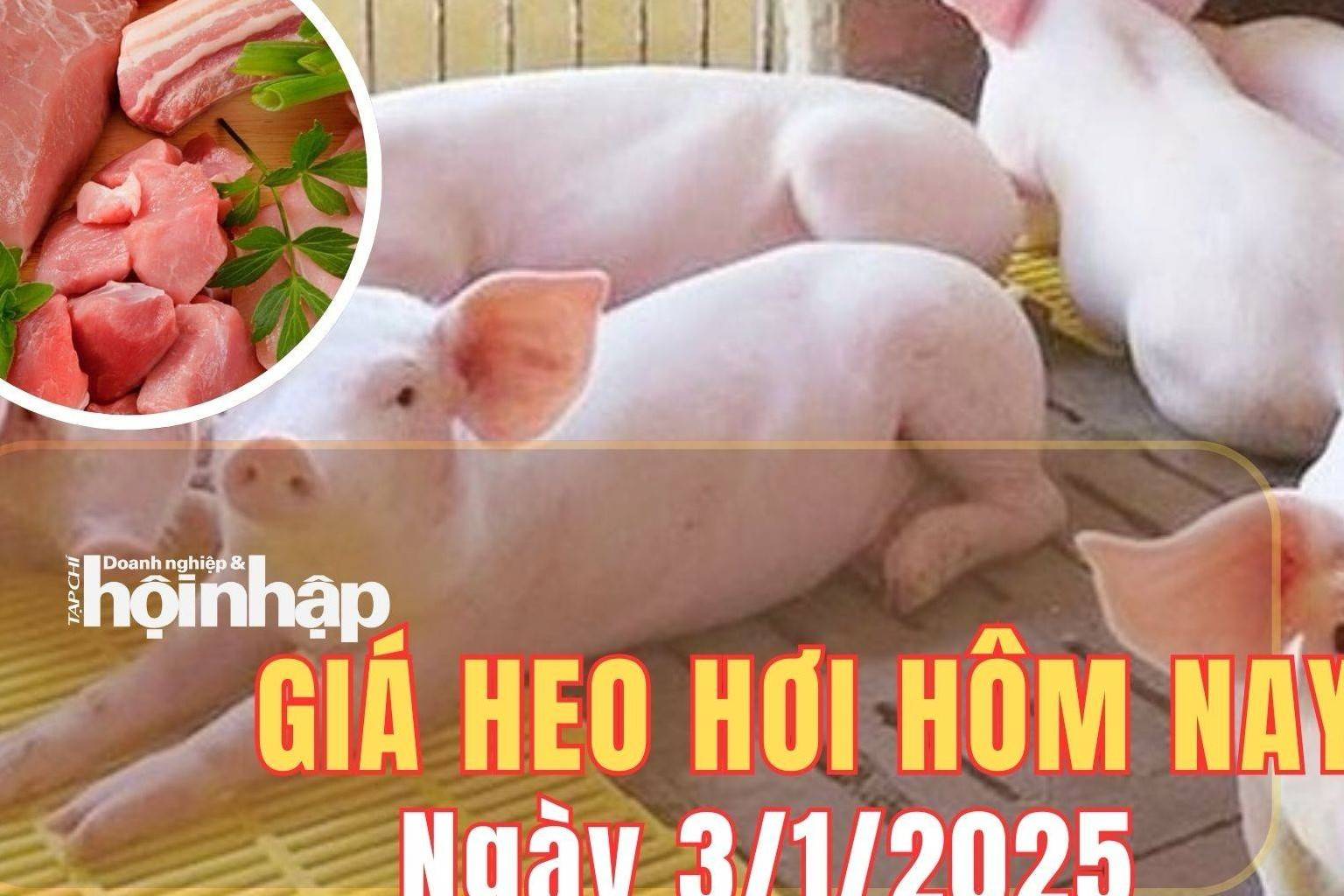 Giá heo hơi hôm nay 3/1/2025: Giá heo hơi duy trì ổn định trên cả ba miền Bắc - Trung - Nam