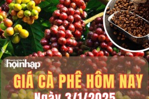 Giá cà phê hôm nay 3/1/2025: Tại tỉnh Đắk Lắk, giá cà phê tăng nhẹ 100 đồng/kg