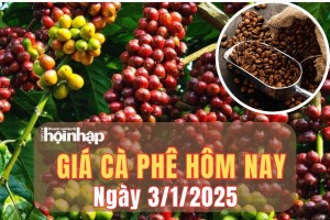 Giá cà phê hôm nay 3/1/2025: Tại tỉnh Đắk Lắk, giá cà phê tăng nhẹ 100 đồng/kg