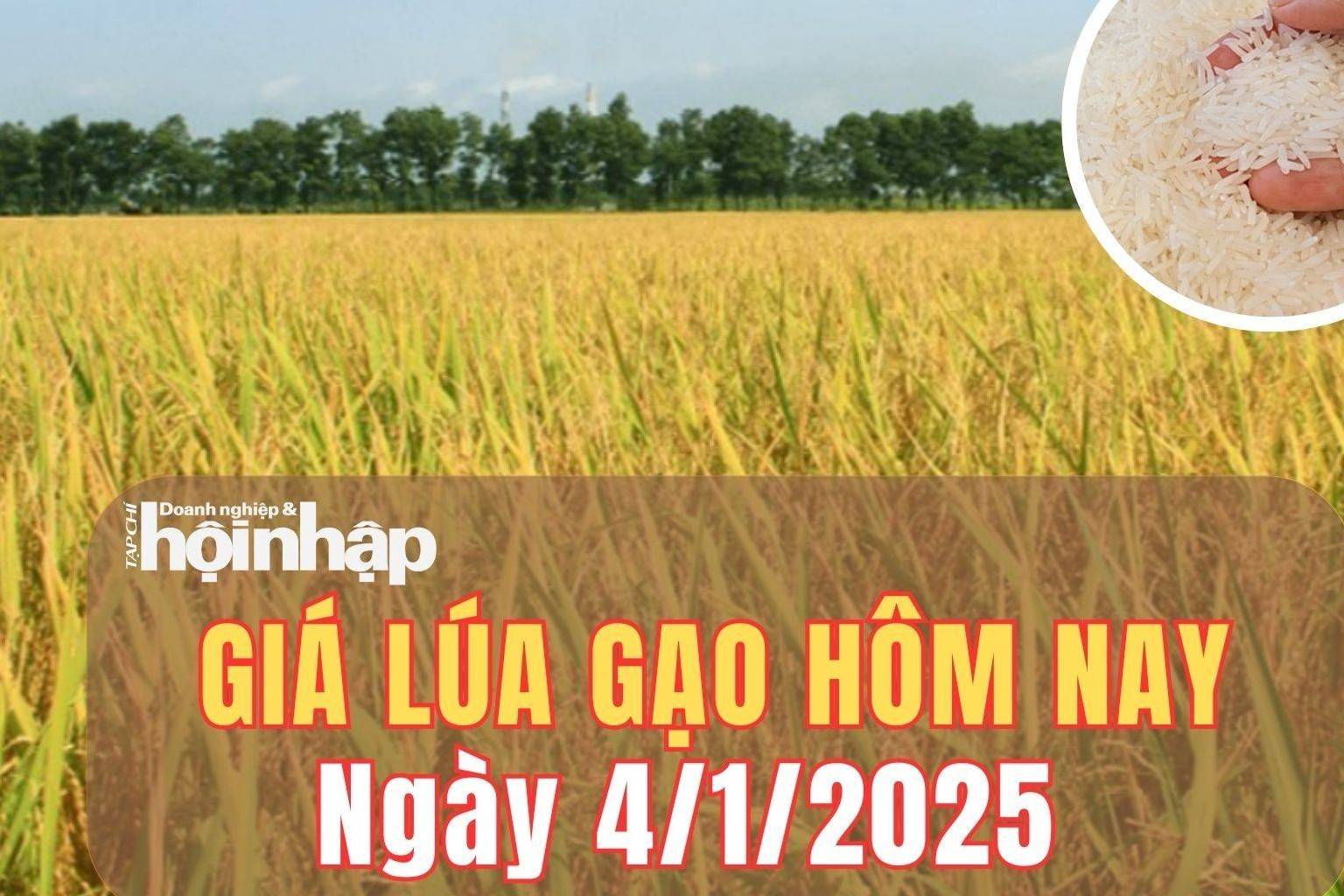 Giá lúa gạo hôm nay 4/1/2025: Giá lúa gạo quay đầu giảm từ 50 - 100 đồng/kg