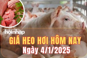 Giá heo hơi hôm nay 4/1/2025: Tại nhiều địa phương, giá heo hơi tăng mạnh từ 1.000 - 4.000 đồng