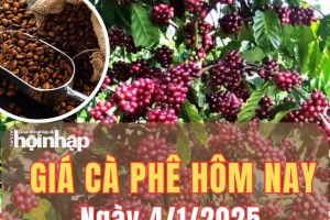 Giá cà phê hôm nay 4/1/2025: Khu vực Tây Nguyên, giá cà phê đồng loạt tăng mạnh từ 2.500 - 2.700 đồng/kg