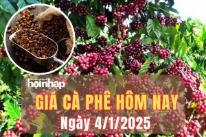 Giá cà phê hôm nay 4/1/2025: Khu vực Tây Nguyên, giá cà phê đồng loạt tăng mạnh từ 2.500 - 2.700 đồng/kg