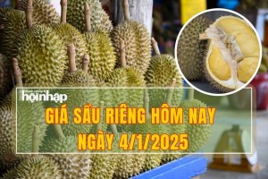 Giá sầu riêng hôm nay 4/1: Giá sầu riêng Thái tiếp tục tăng, sầu riêng Ri6 giảm