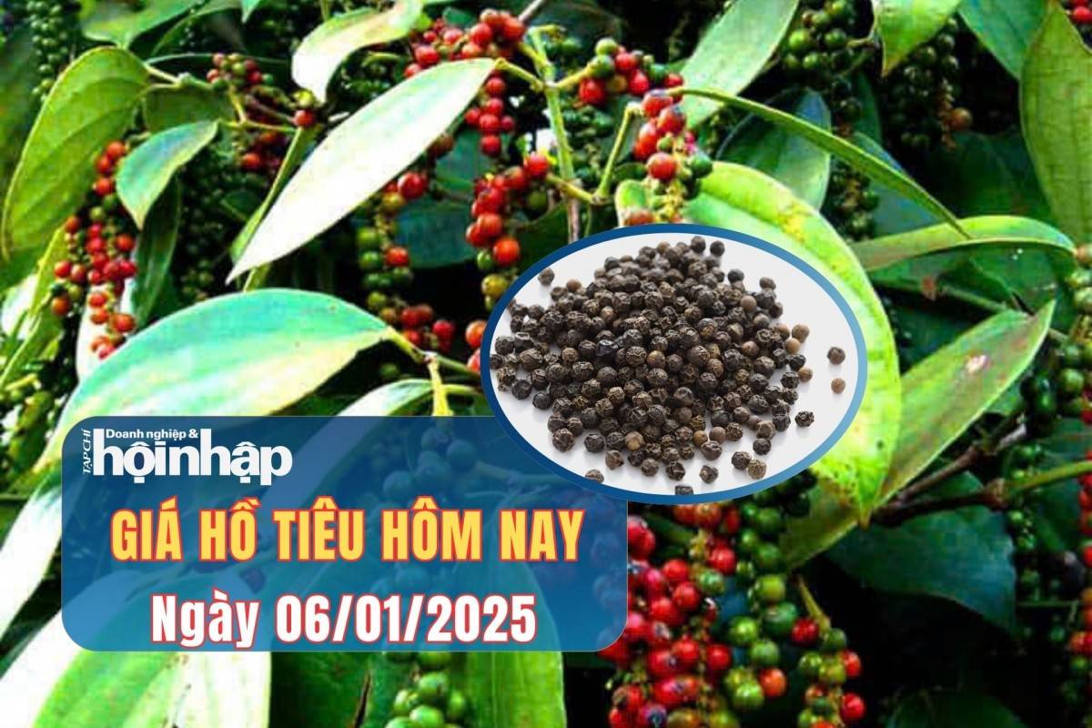 Giá tiêu hôm nay 6/1: Giá tiêu trong nước và thế giới ổn định Giá tiêu hôm nay 6/1: Giá tiêu trong nước và thế giới ổn định