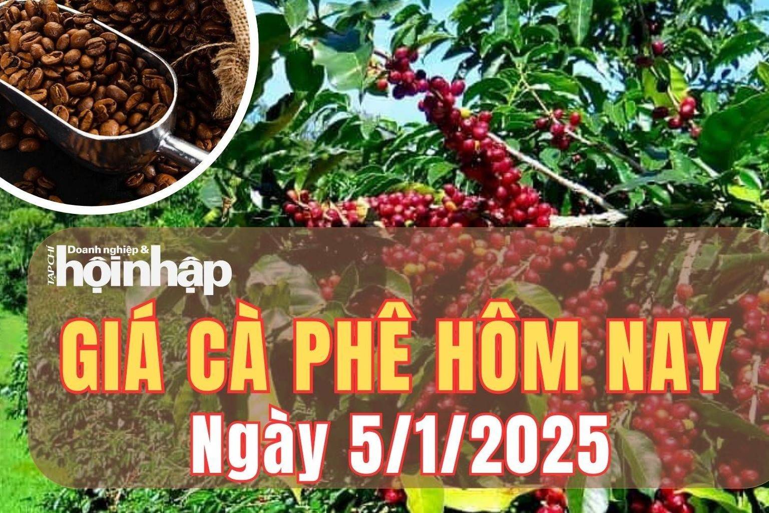 Giá cà phê hôm nay 5/1/2025: Giá cà phê quay đầu giảm mạnh từ 1.500 - 1.700 đồng/kg