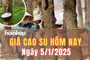 Giá cao su hôm nay 5/1/2025: Giá cao su thế giới duy trì đà giảm, trong nước đi ngang