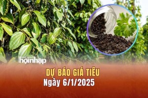 Dự báo giá tiêu 6/1: Giá tiêu tiếp tục xu hướng tăng