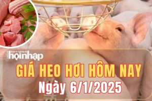 Giá heo hơi hôm nay 6/1/2025: Khu vực miền Nam, giá heo hơi tăng 1.000 đồng/kg