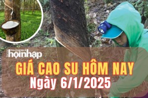 Giá cao su hôm nay 6/1/2025: Phiên đầu tuần, giá cao su trong nước ổn định, thế giới giữ đà giảm