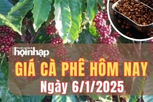 Giá cà phê hôm nay 6/1/2025: Trong tuần qua, giá cà phê trong nước giảm từ 300 - 600 đồng/kg