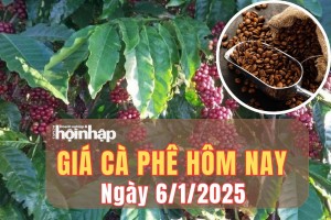 Giá cà phê hôm nay 6/1/2025: Trong tuần qua, giá cà phê trong nước giảm từ 300 - 600 đồng/kg