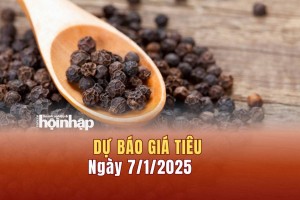 Dự báo giá tiêu 7/1: Giá tiêu nội địa duy trì đà tăng